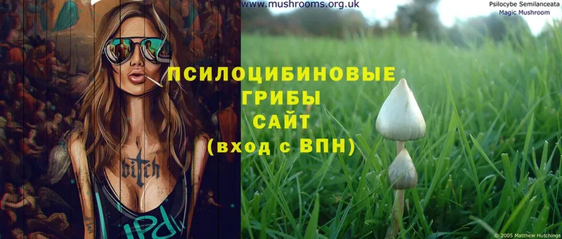 Галлюциногенные грибы Cubensis  Каневская 